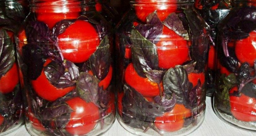 Маринованные помидоры с базиликом: невероятно вкусная и ароматная закуска ➤ Prozoro.net.ua