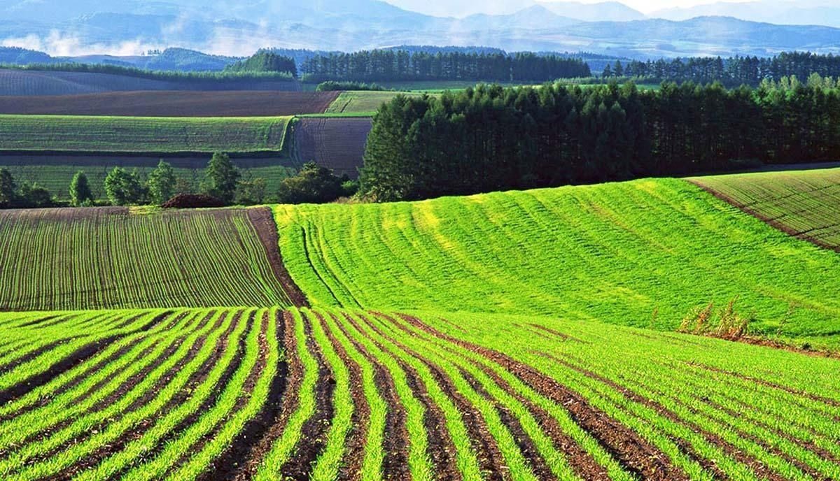В Україні змінилася вартість землі: нова ціна на гектар