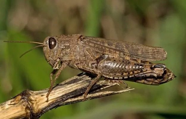 Саранча атакует аграрные регионы Украины