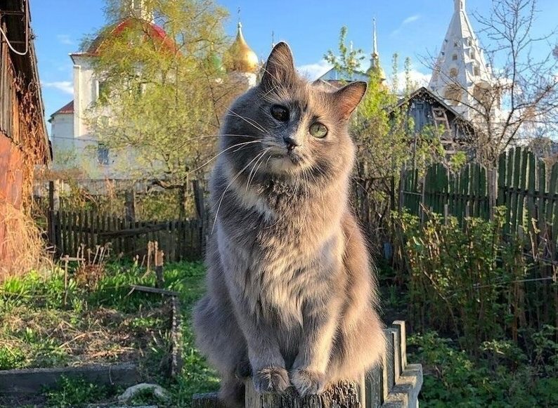 На Волыни кот перепугал все село: что произошло ➤ Prozoro.net.ua