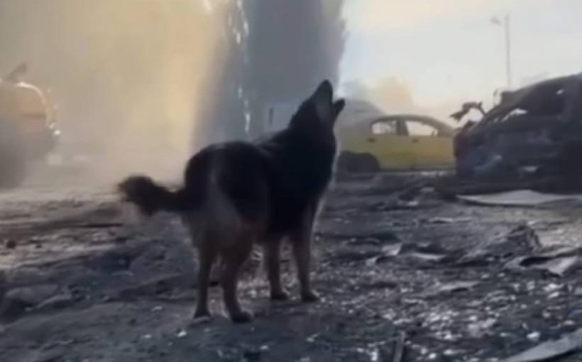 Зворушливе відео зняли після кривавого обстрілу Києва ➤ Prozoro.net.ua