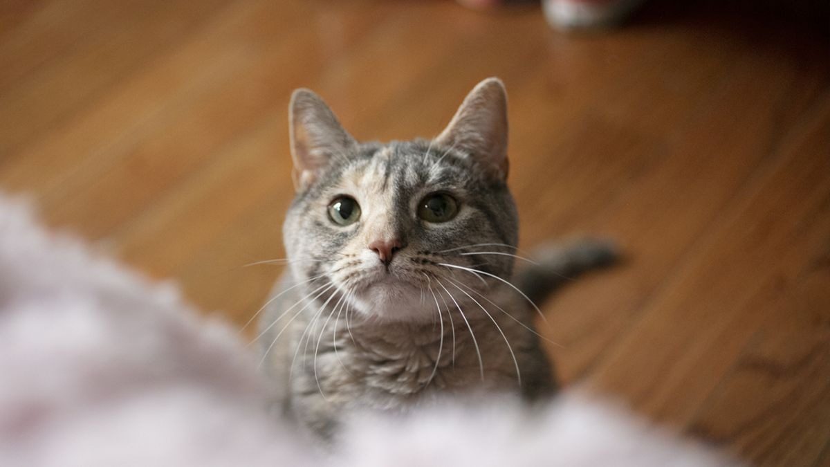 Почему коты сбрасывают вещи: причина, о которой не знают хозяева