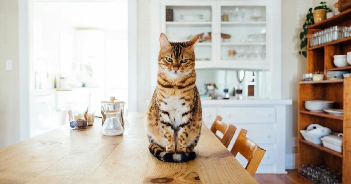 Почему коты сбрасывают вещи: причина, о которой не знают хозяева
