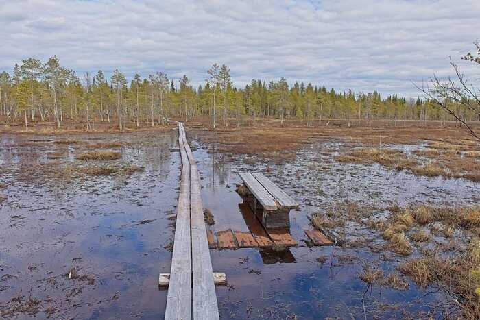 Латвия хочет восстановить болота на границе с РФ