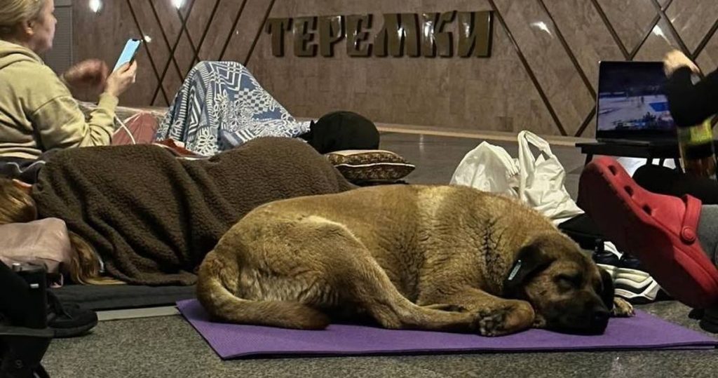 Скандал вокруг пса Миши из метро: что известно об любимце «Теремков»