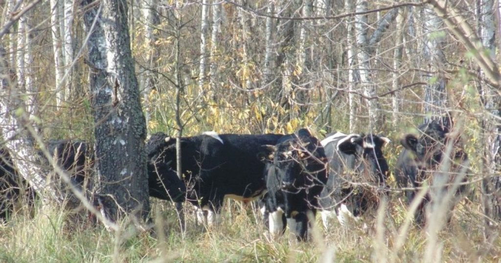 У Чорнобильській зоні вчені зафіксували унікальні кадри 3 У Чорнобильській зоні вчені зафіксували унікальні кадри