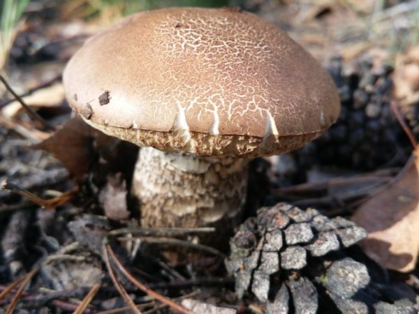 Небезпечний двійник печериці: як розпізнати потужно отруйний гриб (фото)