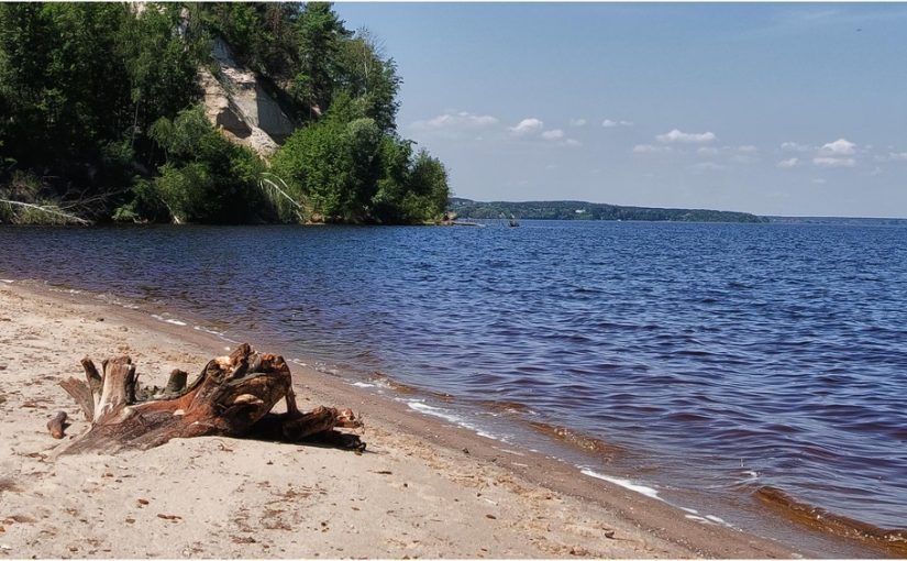 Дикое животное на Киевском море устроило «забег» (видео) ➤ Prozoro.net.ua