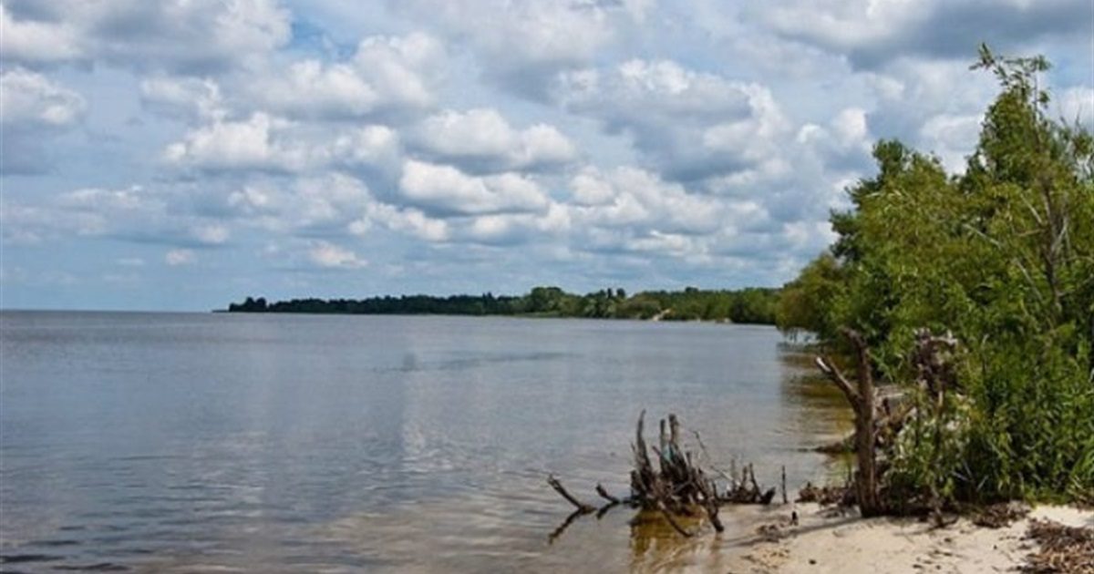 Дика тварина на Київському морі влаштувала “забіг” (відео)