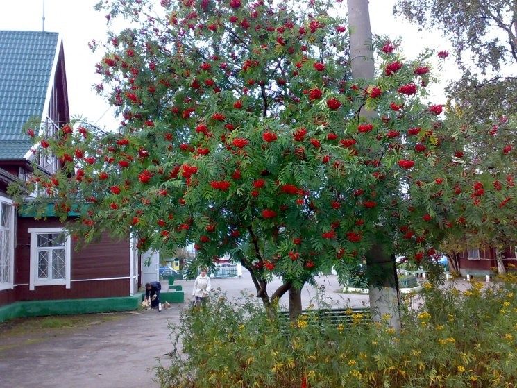 «Местью соседа» называют не случайно: это дерево нельзя сажать на участке