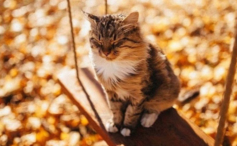 Осіннє тепло повертається: синоптики розповіли, де буде до +18 ➤ Prozoro.net.ua