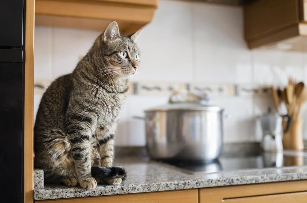 Кот постоянно прыгает на стол? Ветеринары рассказали, как это прекратить