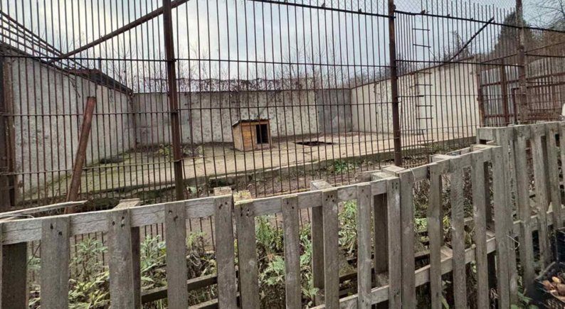 Открылись ужасные подробности побега львиц в Хмельницком: есть жертвы