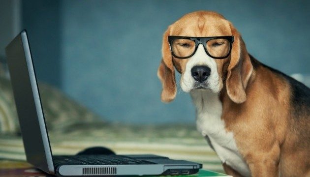 Собаки-гении: десять пород с исключительными способностями
