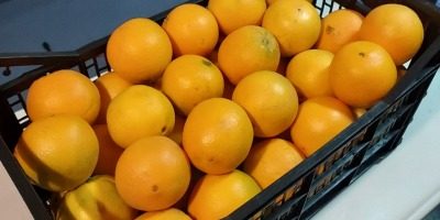 Весь секрет у «пупку»: як вибрати солодкі апельсини без кісточок