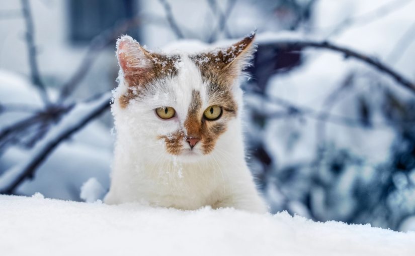 Прогнози лякають -30°: синоптикиня пояснила, що буде насправді ➤ Prozoro.net.ua