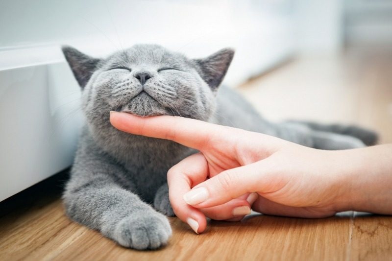 Що буде, якщо гладити кота перед сном: наслідки вражають