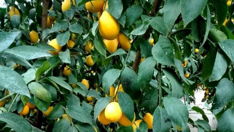 В более чем 10 раз больше, чем в лимоне: продукты-лидеры по витамину C