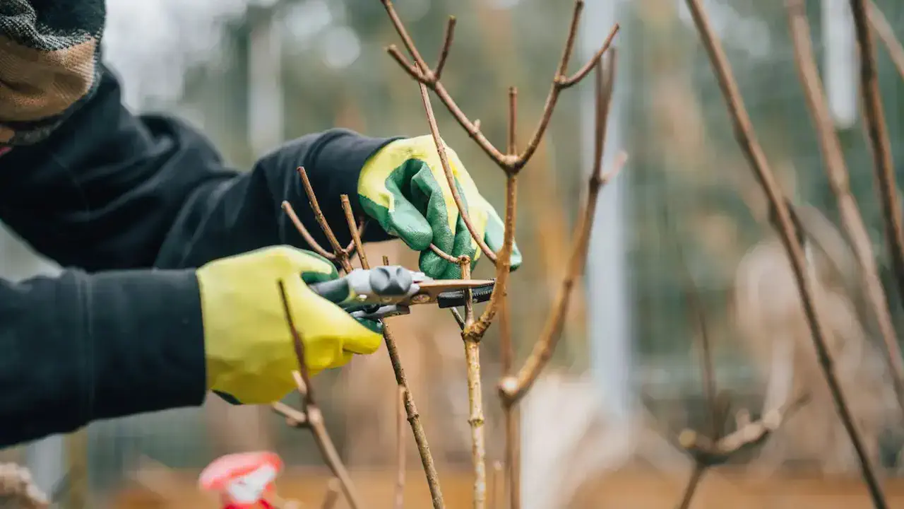 Обріжте у березні — і квіти будуть розкішні: п’ять рослин, які не можна ігнорувати