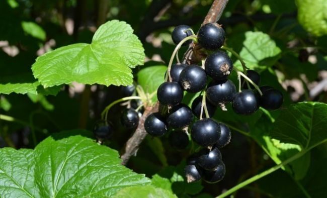 Весняний догляд за смородиною: що внести під кущі для сили й росту