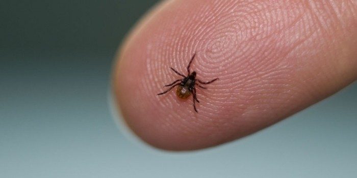 Кліщі атакують: як уберегтися від хвороби Лайма