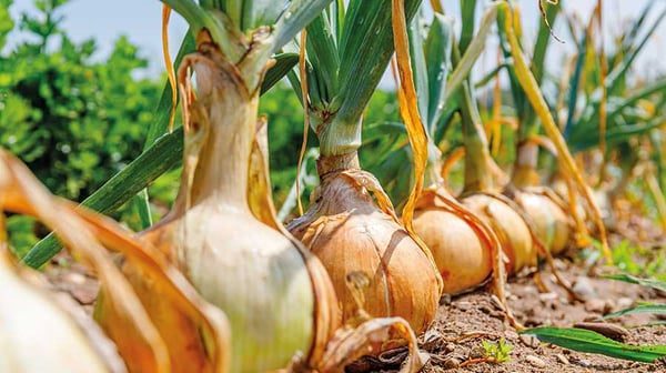 Цибуля з кулак: простий засіб, який працює роками