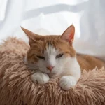 Ученые создали препарат, который может удвоить продолжительность жизни кошек ➤ Prozoro.net.ua