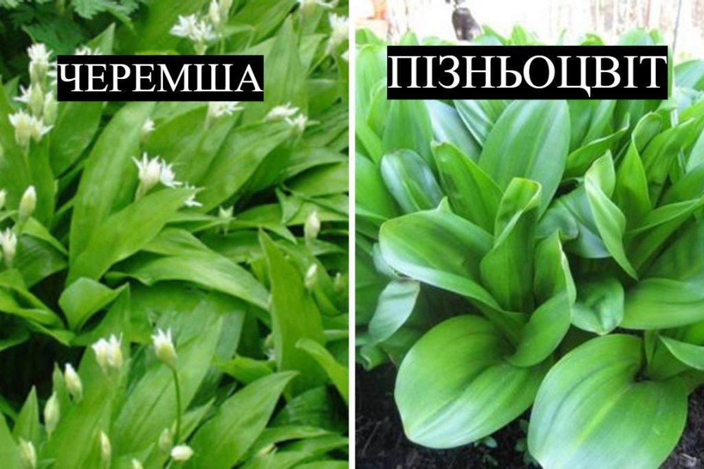 Трагедія у Львові: відомий лікар помер після отруєння салатом 4 Трагедія у Львові: відомий лікар помер після отруєння салатом