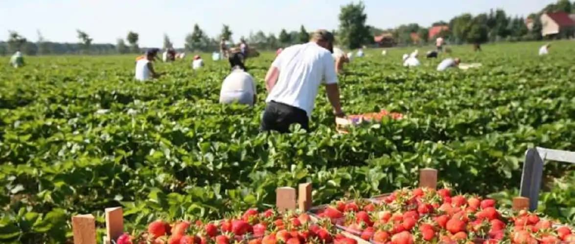 Украинцы стали критически важны для экономики Польши: что это значит