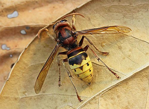 Ученые проверили на себе, кто кусает самое болезненное в мире