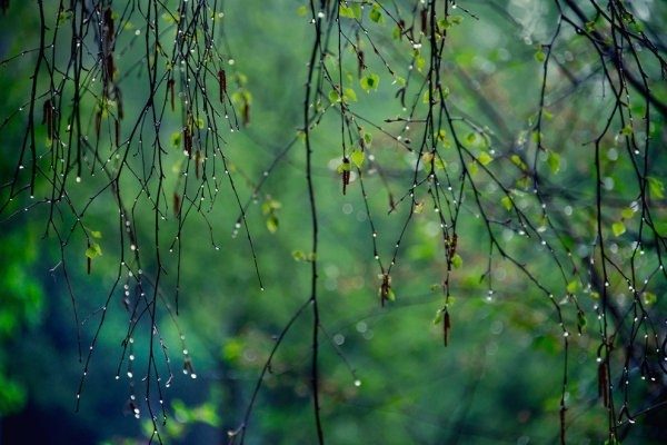 До України йдуть травневі дощі: названо дату, коли стане мокро