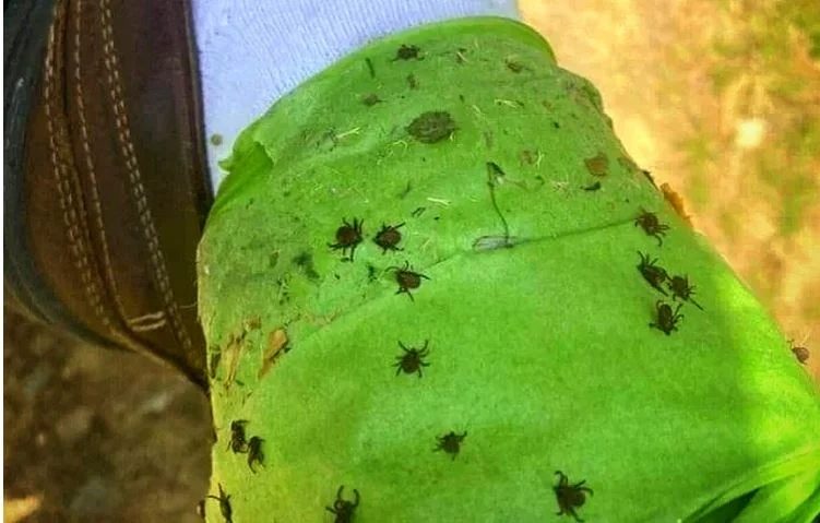 Лісники розкрили простий трюк для захисту від кліщів