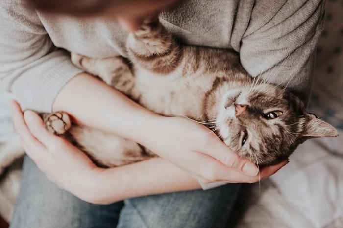 Не все это замечают: 4 явных признака любви от вашей кошки