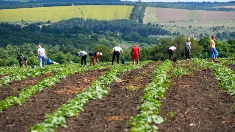 В Україні переписали ціни на землю: скільки зараз коштує гектар