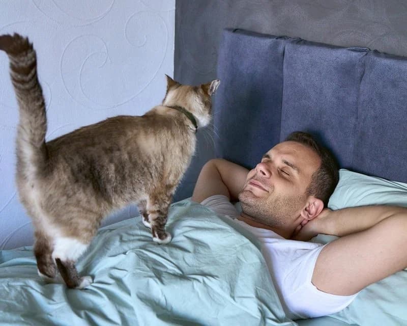 Коти таємно стежать за господарями: вчені зробили несподіване відкриття