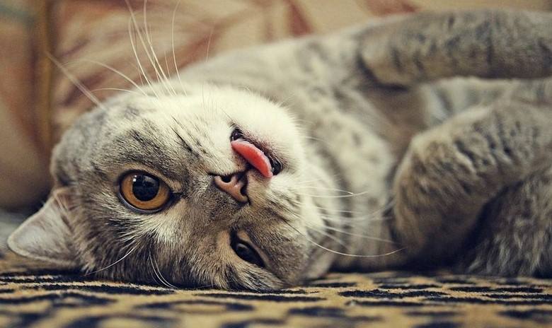 Коти висовують язик під час сну: причина – кумедна
