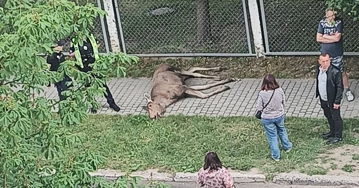 У Львові лось загинув після зіткнення з парканом дитсадка