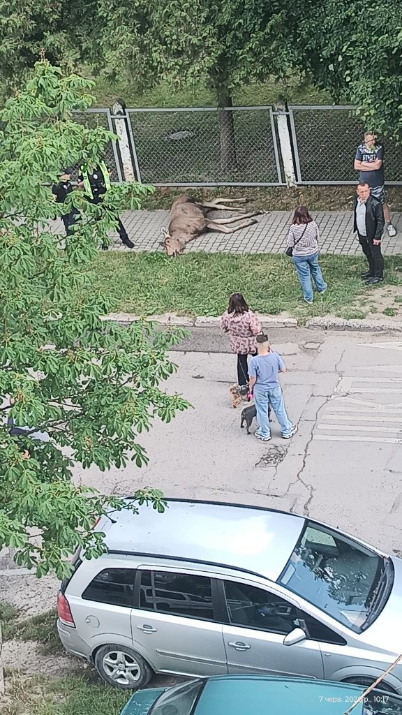 Во Львове лось погиб после столкновения с забором детсада 2 Во Львове лось погиб после столкновения с забором детсада