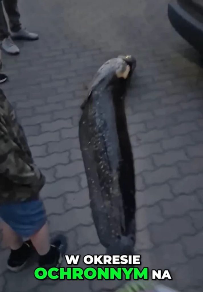 Выловил легенду: в Польше задержали украинца из-за гигантского сома (фото)