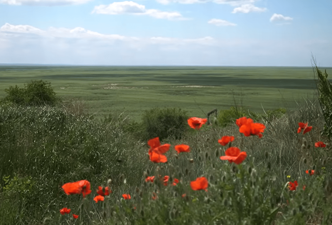 Три роки після підриву Каховської ГЕС: наслідки катастрофи та несподіване відродження природи ➤ Prozoro.net.ua