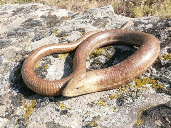 На Київщині помітили безногу ящірку, яку часто плутають зі змією (фото) ➤ Главное.net