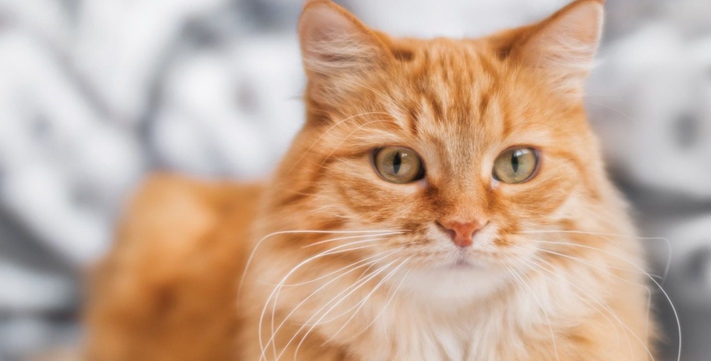 Коти знають більше, ніж люди: 5 причин, що біда близько