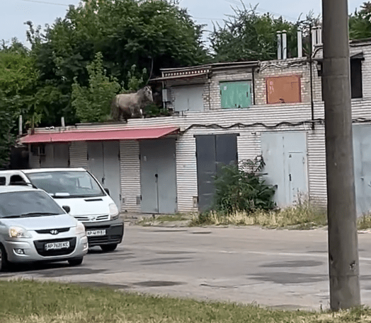 В Запорожье лошадь бегала по крышам: видео