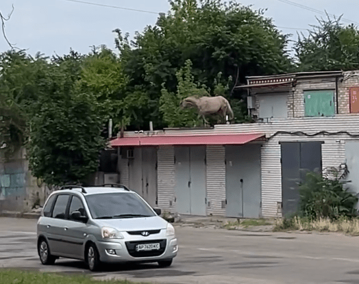 В Запорожье лошадь бегала по крышам: видео