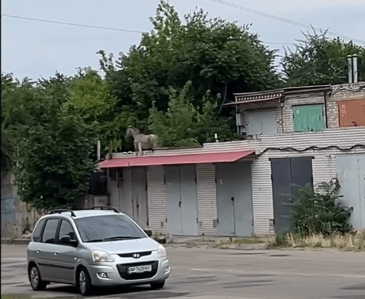 В Запорожье лошадь бегала по крышам: видео